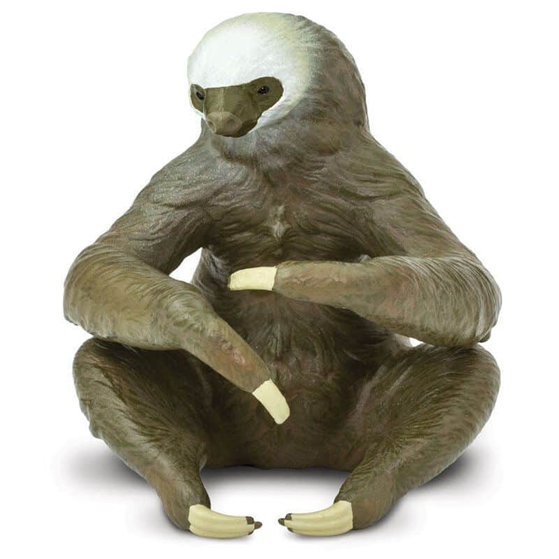 עצלן בעל דו-אצבע