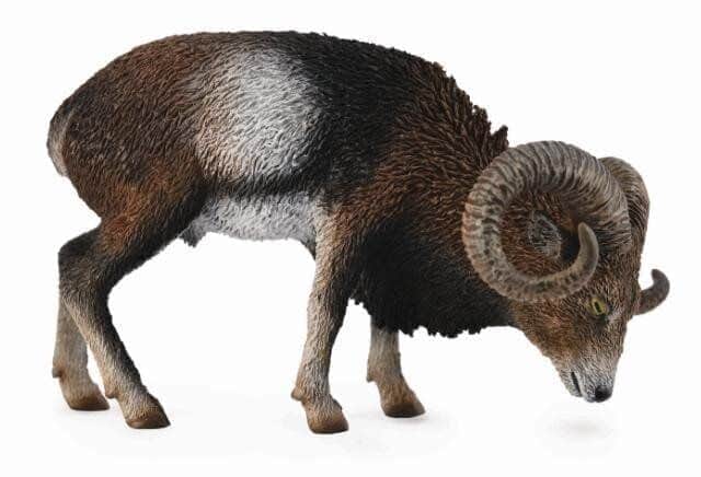 חיות בר-כבש בר,מופלון אירופאי (L)