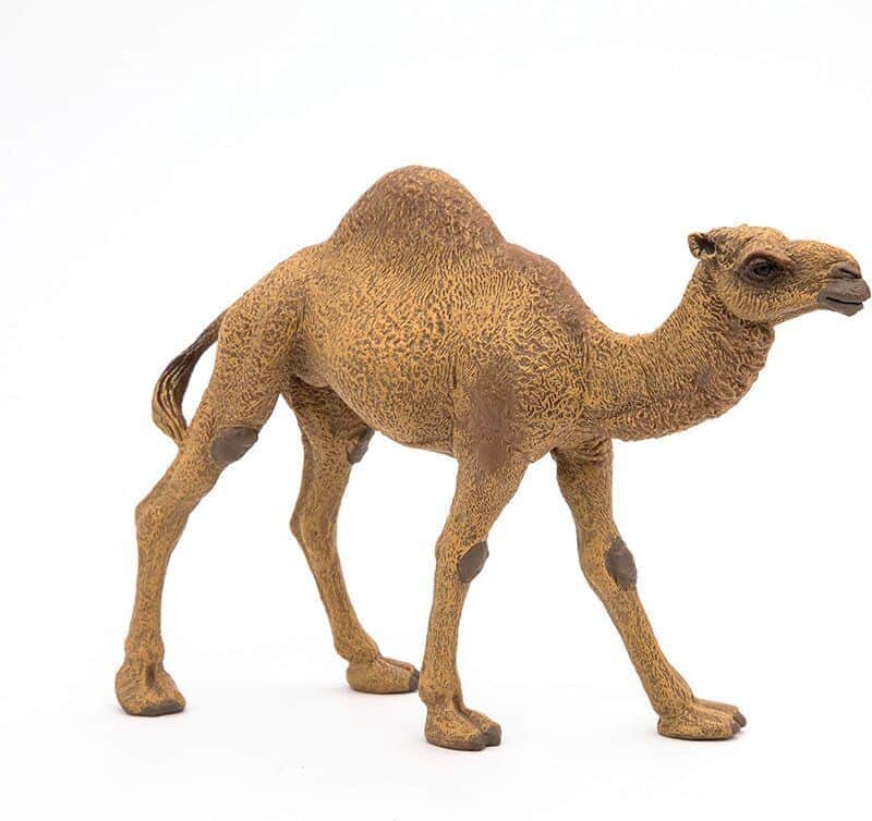 גמל חד דבשתי | PAPO