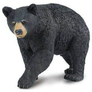 דב שחור| Safari