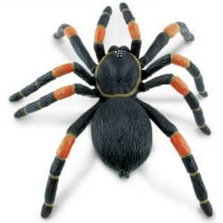 טרנטולה כתומת ברכיים | Safari