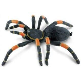 טרנטולה כתומת ברכיים | Safari