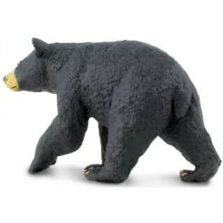 דב שחור| Safari