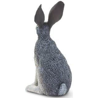 ארנבת שחורת זנב | Safari