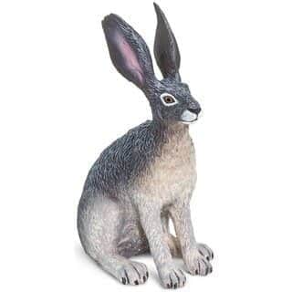 ארנבת שחורת זנב | Safari