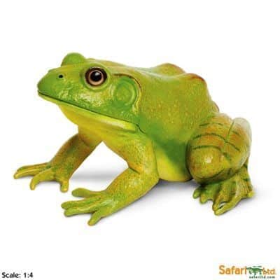 צפרדע שור אמריקאית