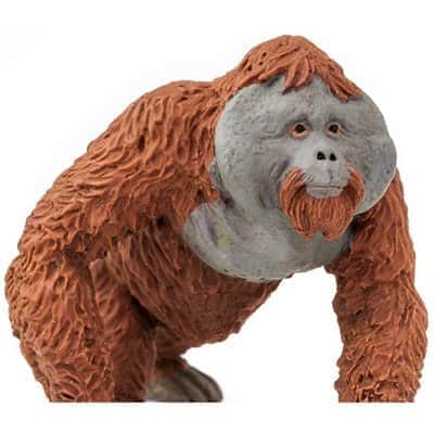 אורנגאוטן זכר