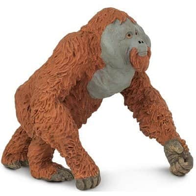 אורנגאוטן זכר