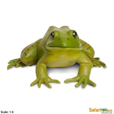 safariltd-american-bullfrog-268729-2