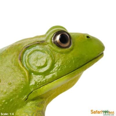 safariltd-american-bullfrog-268729-3