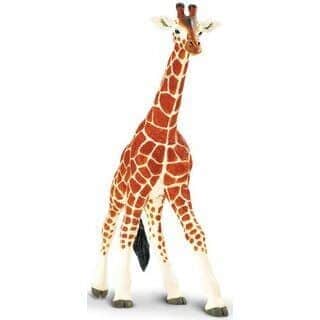 ג'ירף הסדרה הגדולה | Safari