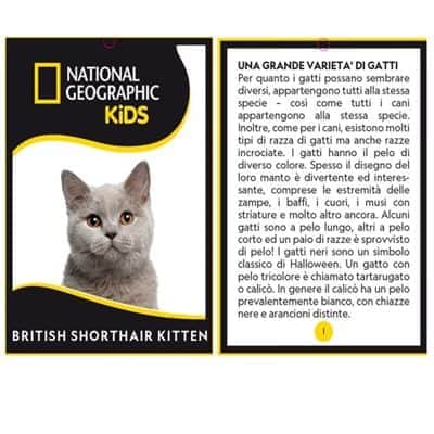 בובת חתול בריטי קצר שיער | נשיונל גאוגרפיק