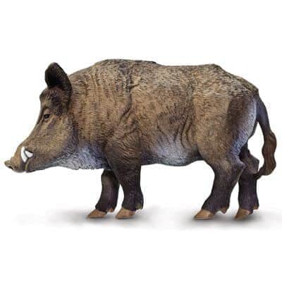 חזיר בר | Safari