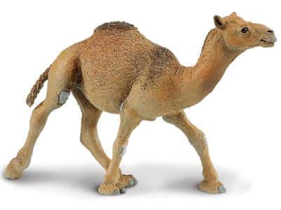 גמל חד דבשתי|Safari