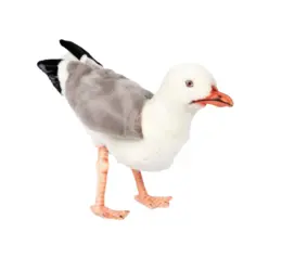 בובת פרווה שחף צפוני | Hansa